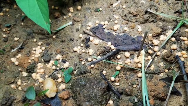 瓢虫害虫和益虫的区别图,益虫害虫有哪些视频