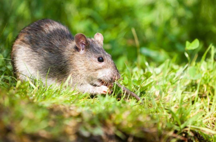 农村的老鼠太多别担心，教你几招最佳灭鼠方法，省时又省力