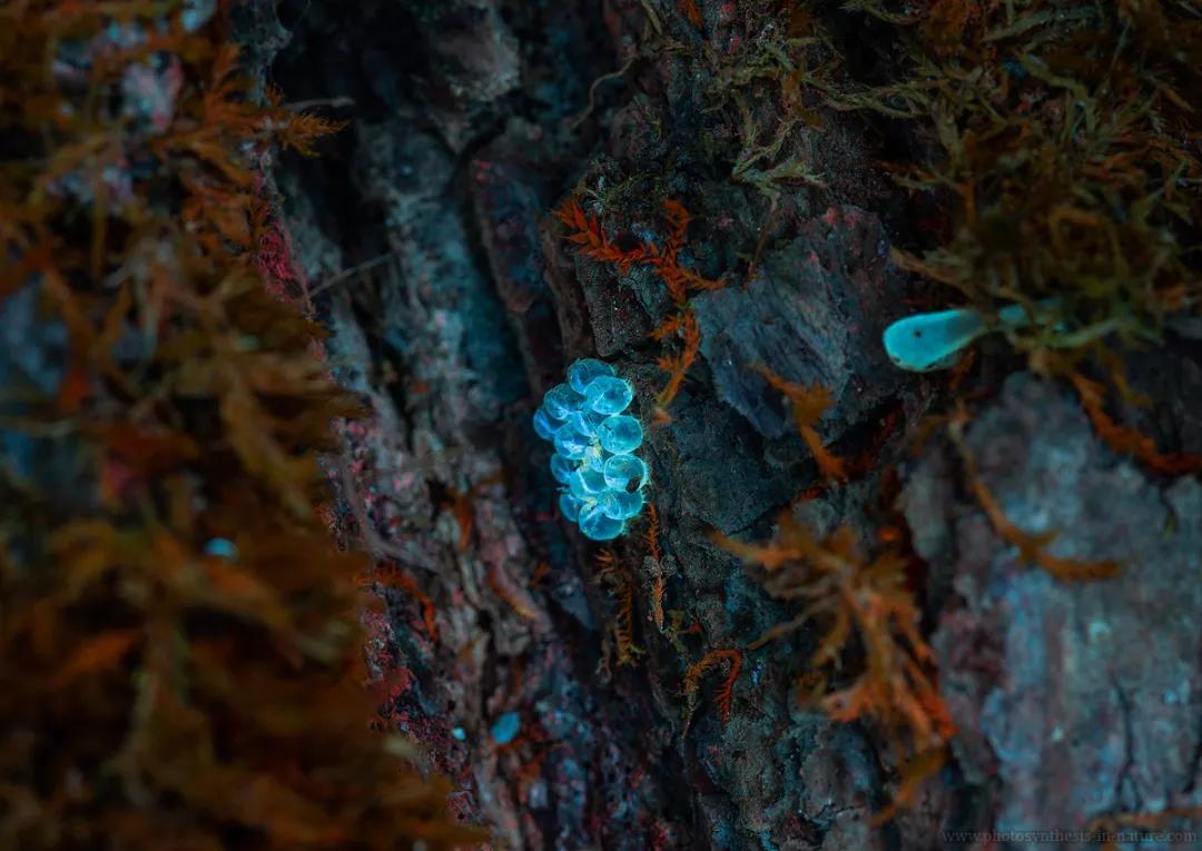 紫外线外星人真的存在吗,外星生命紫外线