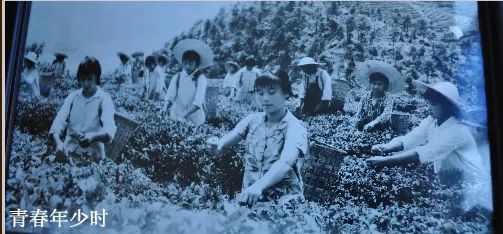 川红工夫茶的发展,川红工夫