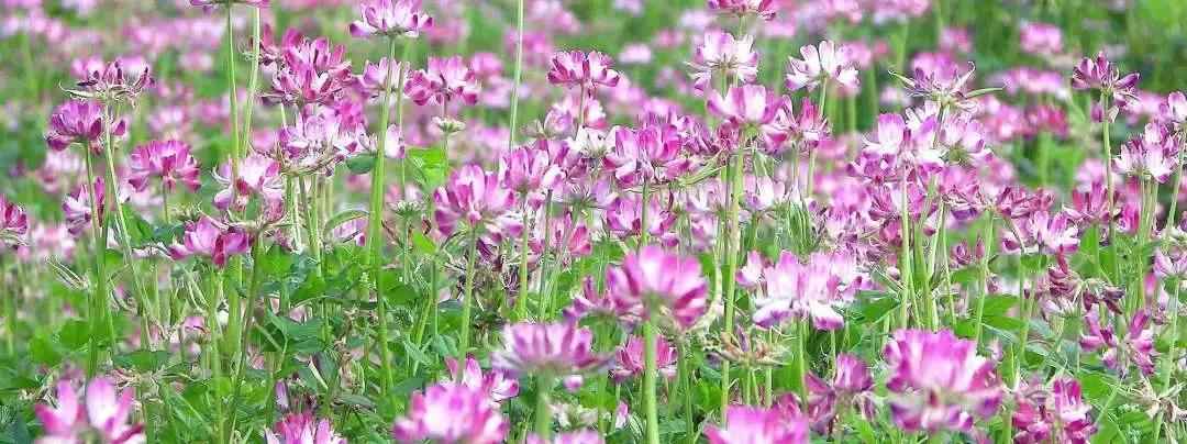 不做猕猴桃女孩是什么意思,不做猕猴桃女孩的图片