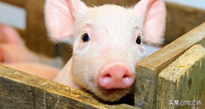 小猪刚出生出现假死状态如何救治,小猪养殖技术视频教程大全