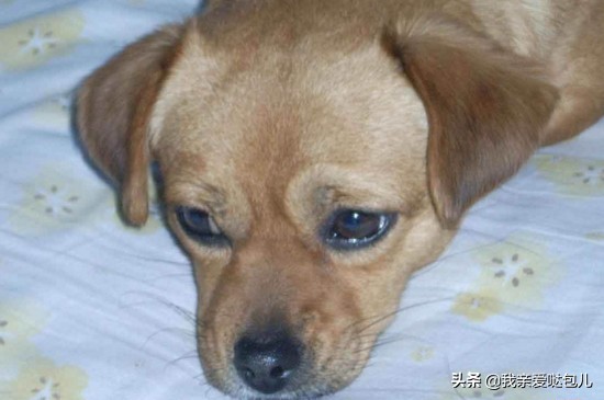 狗狗呕吐怎么治疗用什么药,狗狗呕吐怎么治喝水都吐