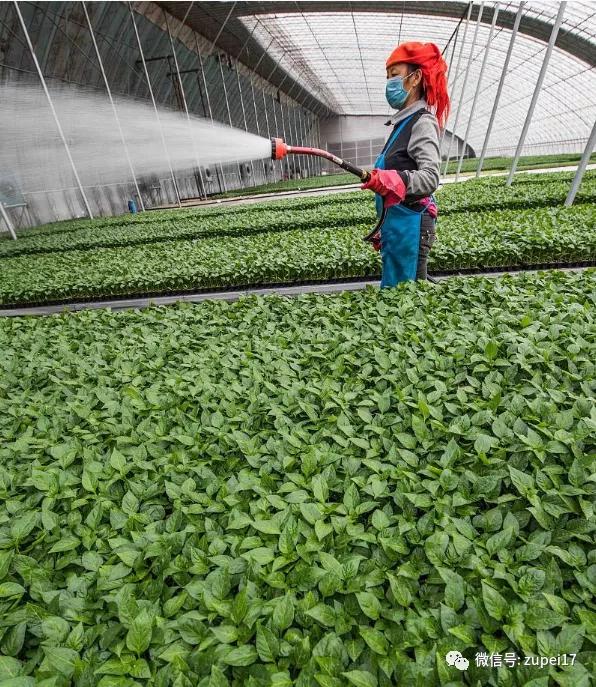 塑料圆拱形大棚,拱形温室大棚