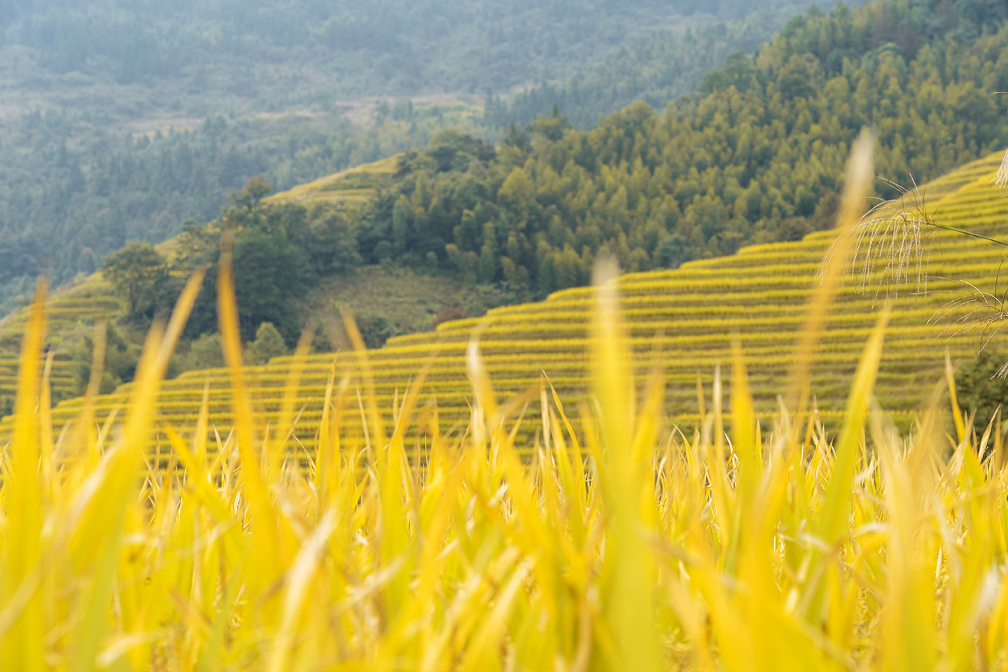 世界奇观龙脊梯田视频,世界梯田之冠桂林龙脊梯田