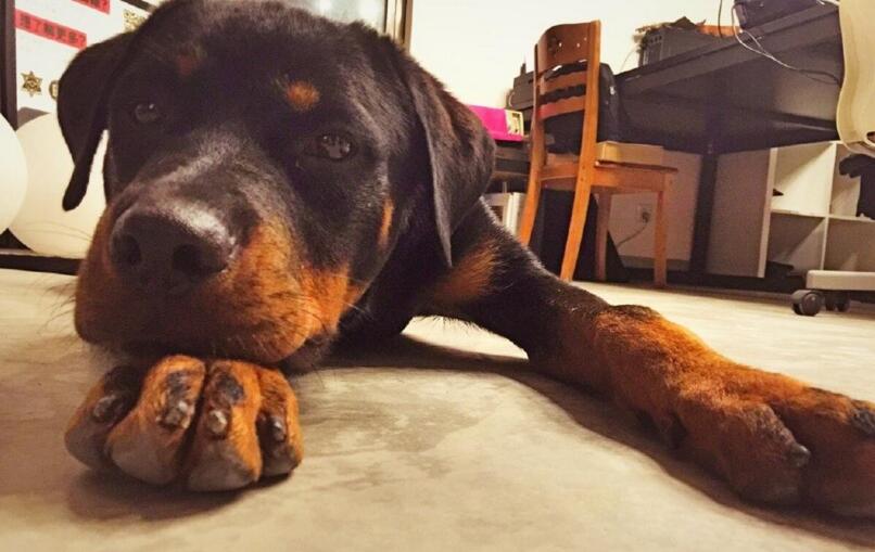 罗威纳犬咬人是什么样的表现,罗威纳犬为什么会咬人