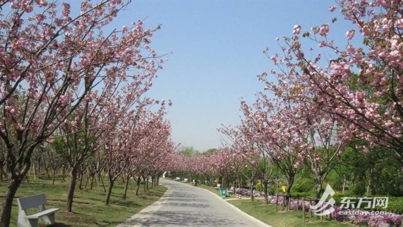 上海在农村当村官工资高吗,在上海当一名医生是什么体验