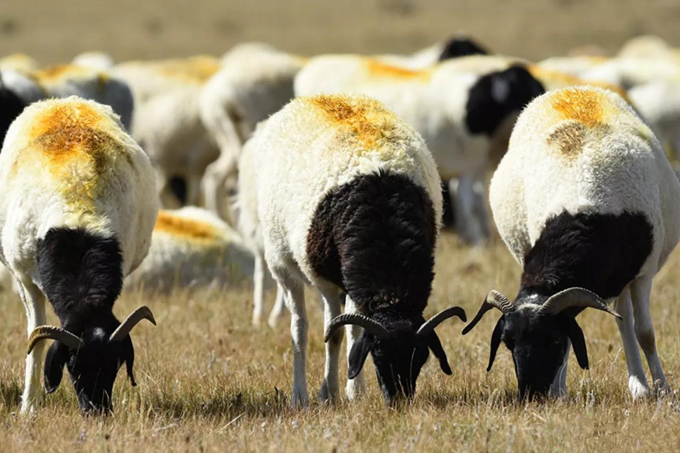 最好吃的羊肉是什么品种羊,正宗新疆羊