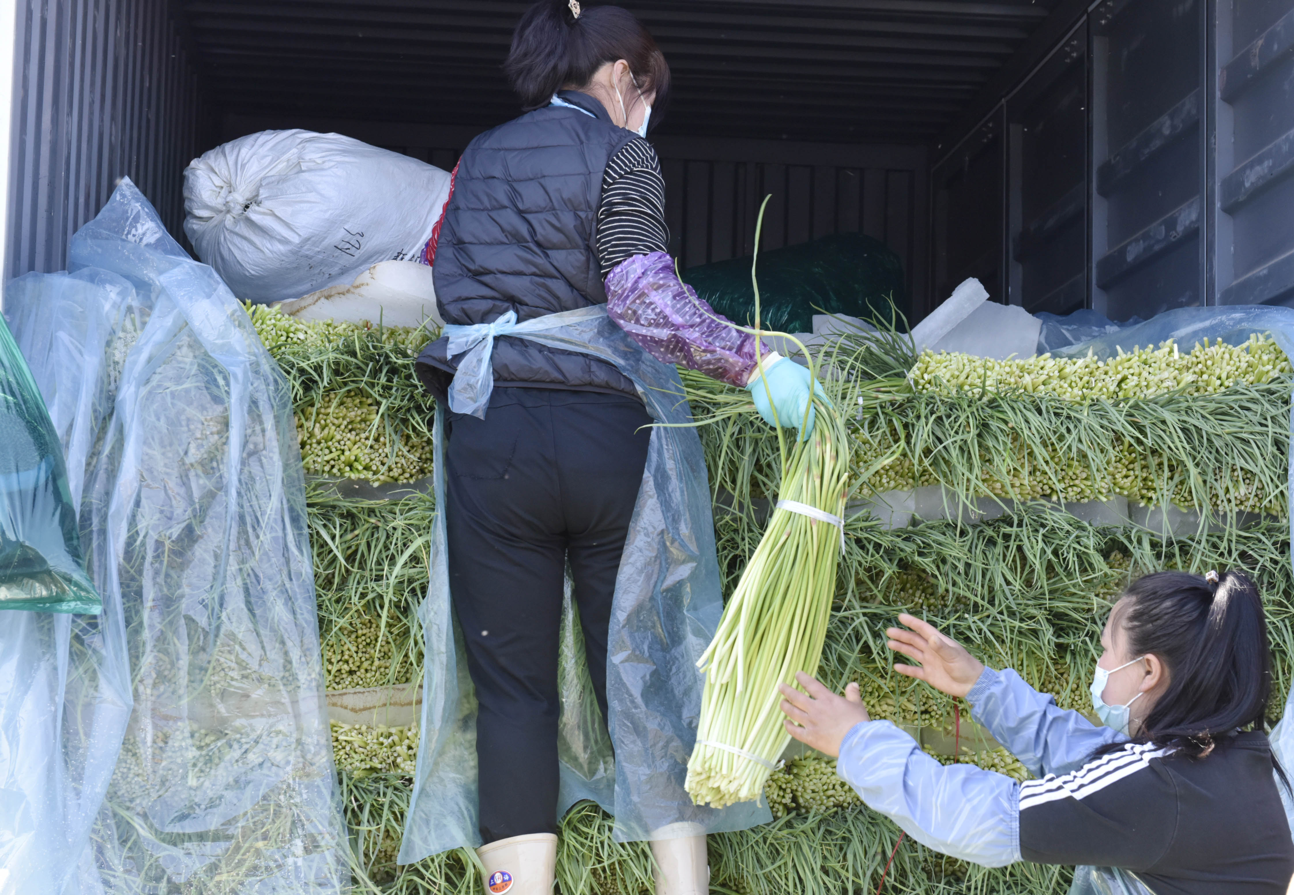 大蒜蒜苔行情分析,新蒜苔批发