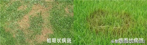 园林植物病虫害冬季防治,常见的园林植物虫害图片