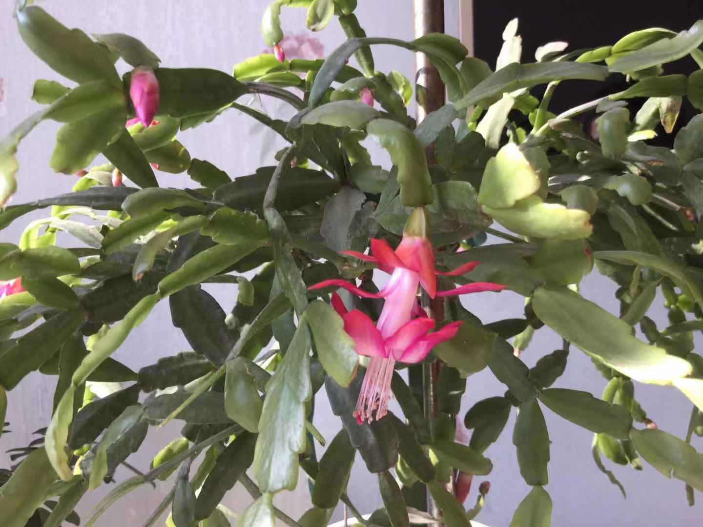 过年了，邻居送我的蟹爪兰开了