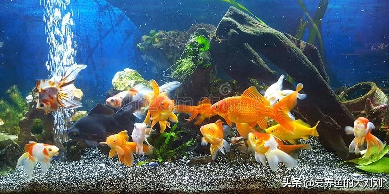 家里两个缸养鱼一般养几条最好,养鱼养几条好关于风水有讲究吗