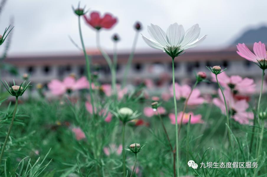 格桑花海古风视频,九坝格桑花图片