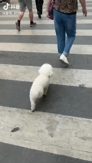 狗狗髌骨病怎么治,狗狗得焦虫病怎么治