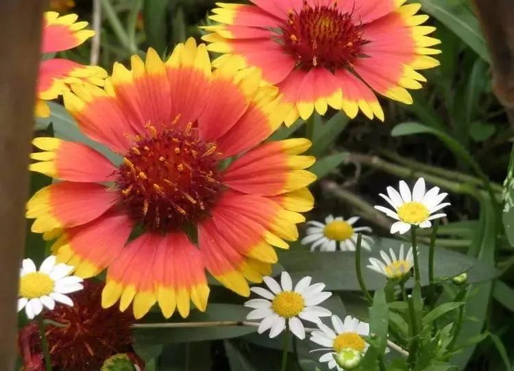 世界各国的国花集锦,英国国花世界各国的国花