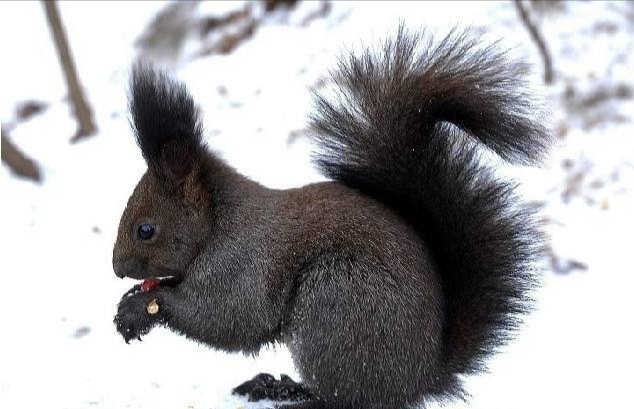 养了一只魔王松鼠的视频,养一只魔王松鼠