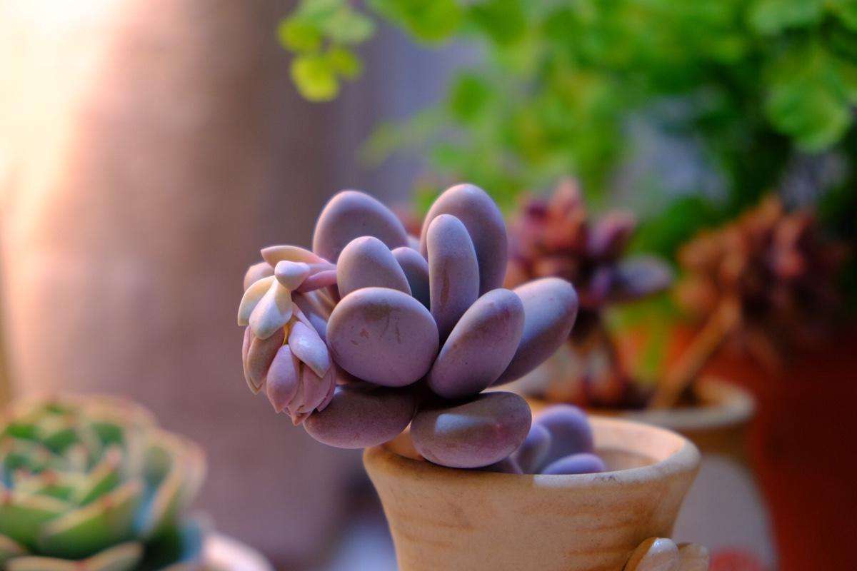 夏季多肉养护方法和注意事项,夏季的多肉应该怎么养护