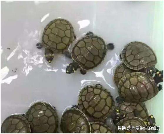 龟生病不吃东西怎么办,龟生病前有预兆吗