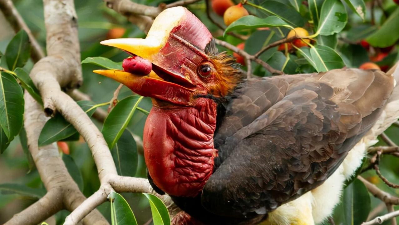 头骨最值钱鸟,头骨很珍贵的鸟