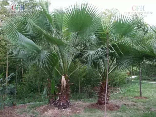 海南珍贵树木有哪些图片,海南花草树木名称大全