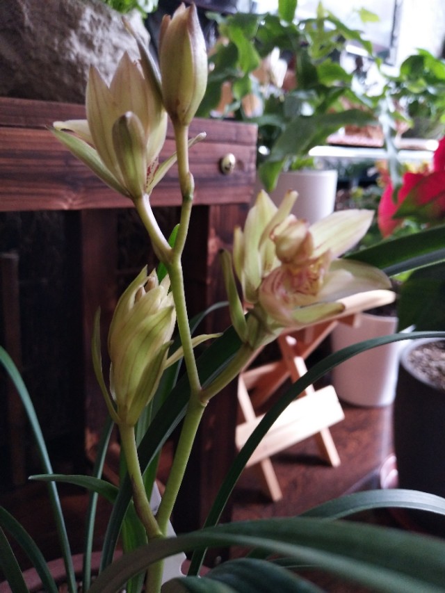 建兰富山奇蝶怎么不开花,富山奇蝶兰好养吗