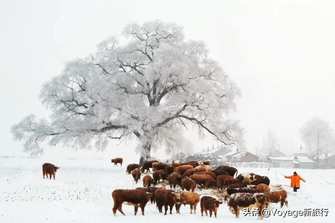 挑战21世纪最低温！我们为你盘点了比“泼水成冰”更美的冬日限定