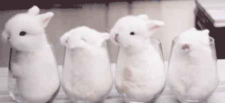 毛茸茸的小狗狗是不是很可爱呢,毛茸茸的狗很大个