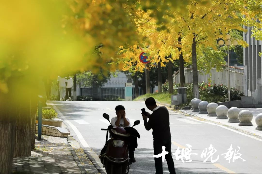 十堰银杏风景区在哪里,十堰银杏景点