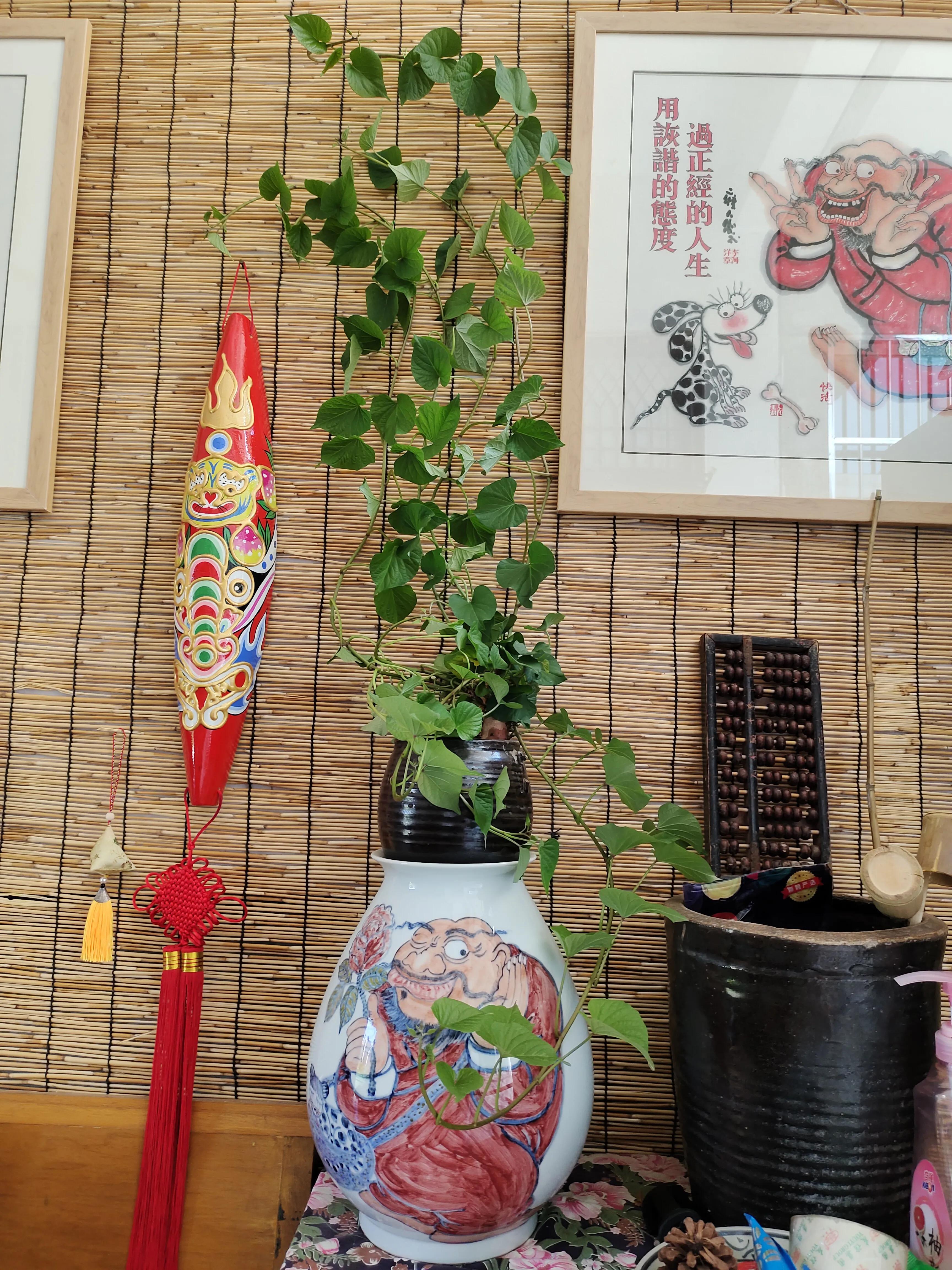 把红薯当绿植养,把红薯当花种