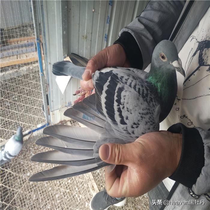 赛鸽如何防天落鸟,当鸽子遇到危险它会不会向人求救