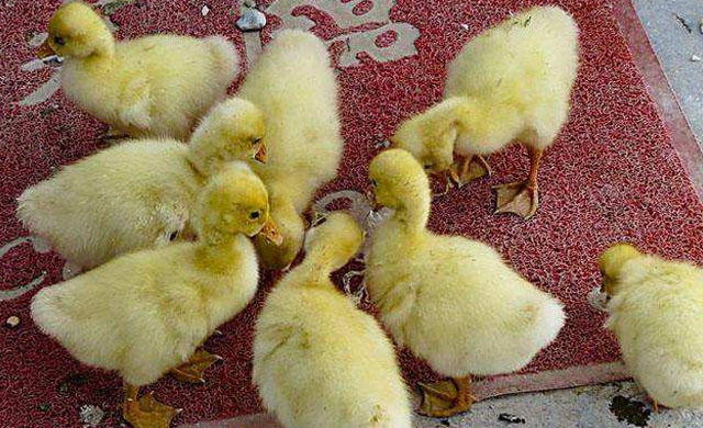 小鹅拉白屎用什么药能治好,小鹅拉白屎怎么办