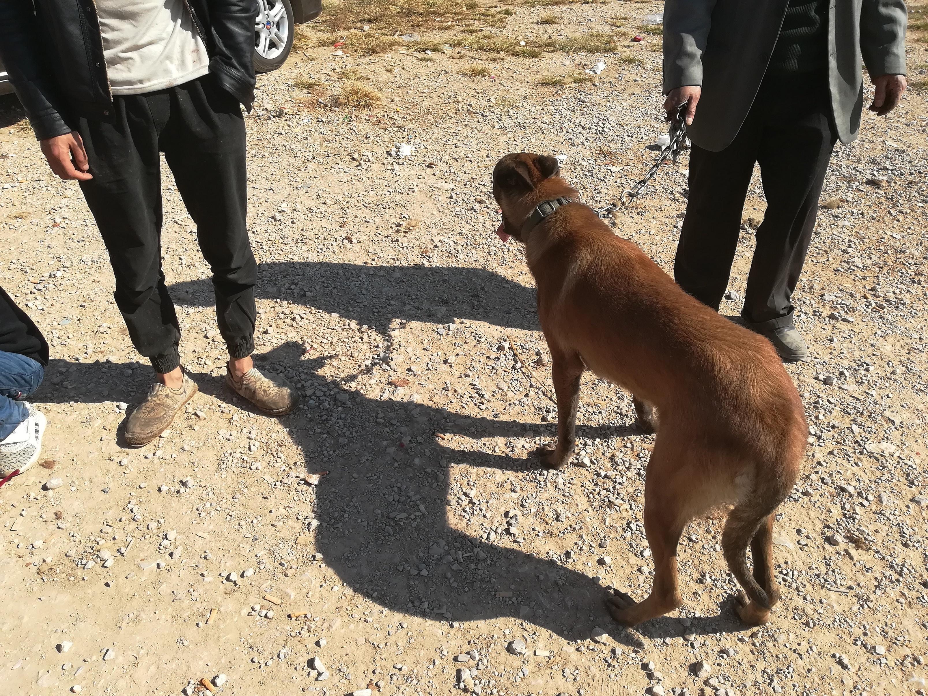 怎样才能训练好一只听话的马犬,养一只马犬一只罗威纳