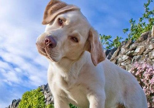 宠物歪头杀什么原因,宠物得了病应该怎样预防