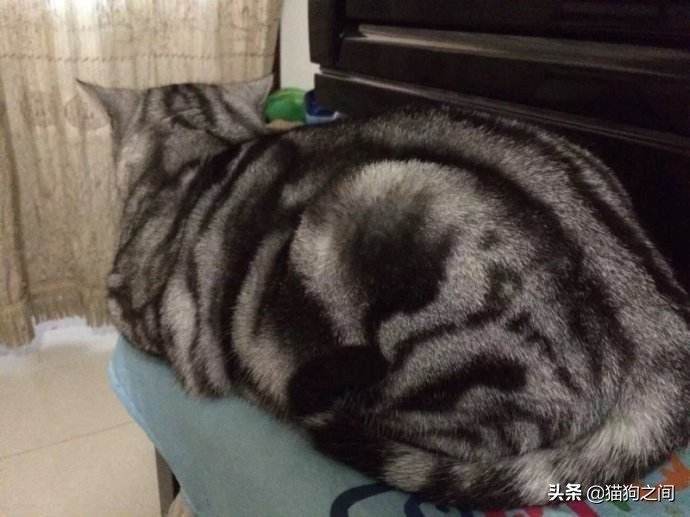 母猫怀孕还能驱虫吗,养小母猫注意事项