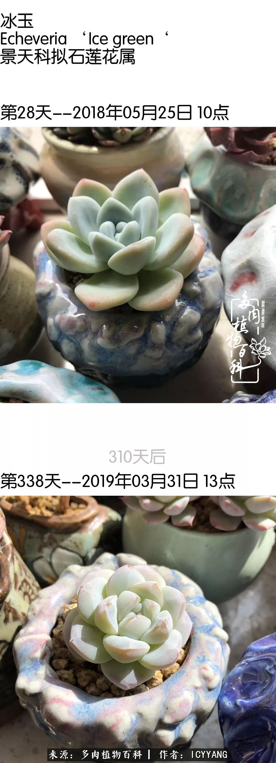 室内阳台多肉的养护方法,景天多肉养护