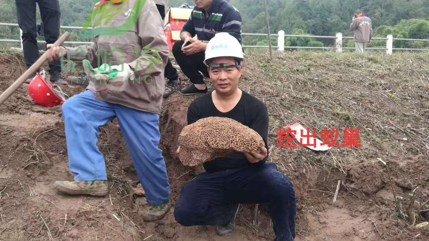 重庆白蚁防治免费吗,重庆小区白蚁防治