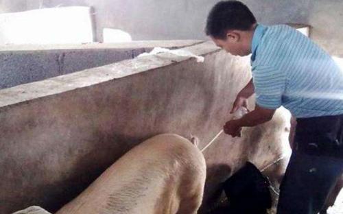 母猪产仔不理想，咋回事？老兽医总结了这5点，值得养殖户一看