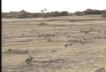 兔兔那么可爱为什么要吃兔兔呢,兔兔这么可爱为什么要吃兔兔