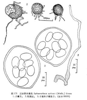 如何有效防治草莓黑星病,草莓白粉病如何预防和治疗