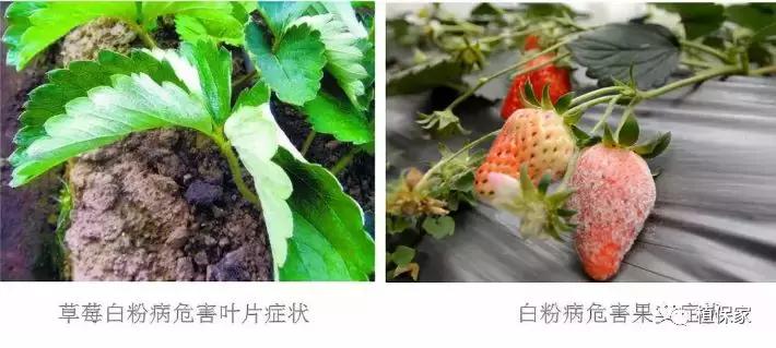 南京地区草莓病虫害防治的现状,温室草莓病虫害种类及防治措施