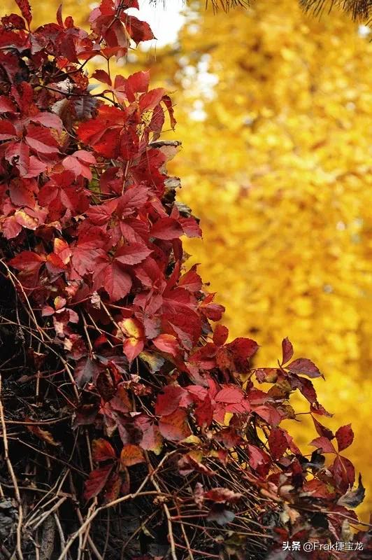 纯情的红叶……爬山虎