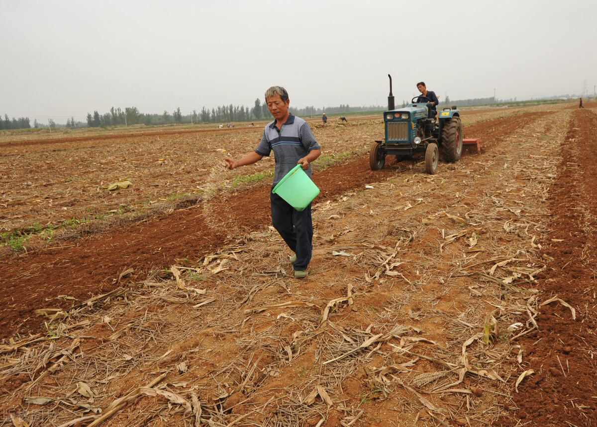 今年秋季庄稼雨水咋样,今年雨水多小麦播种还需要镇压吗