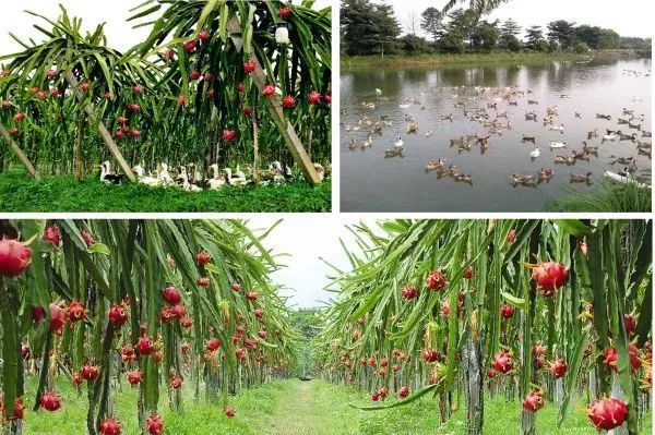 广州隐藏着一个碉楼村,广州有哪些隐藏的景点