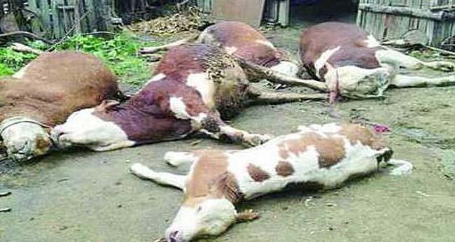 养牛怎么防止中毒,养牛怎样预防农药中毒症状