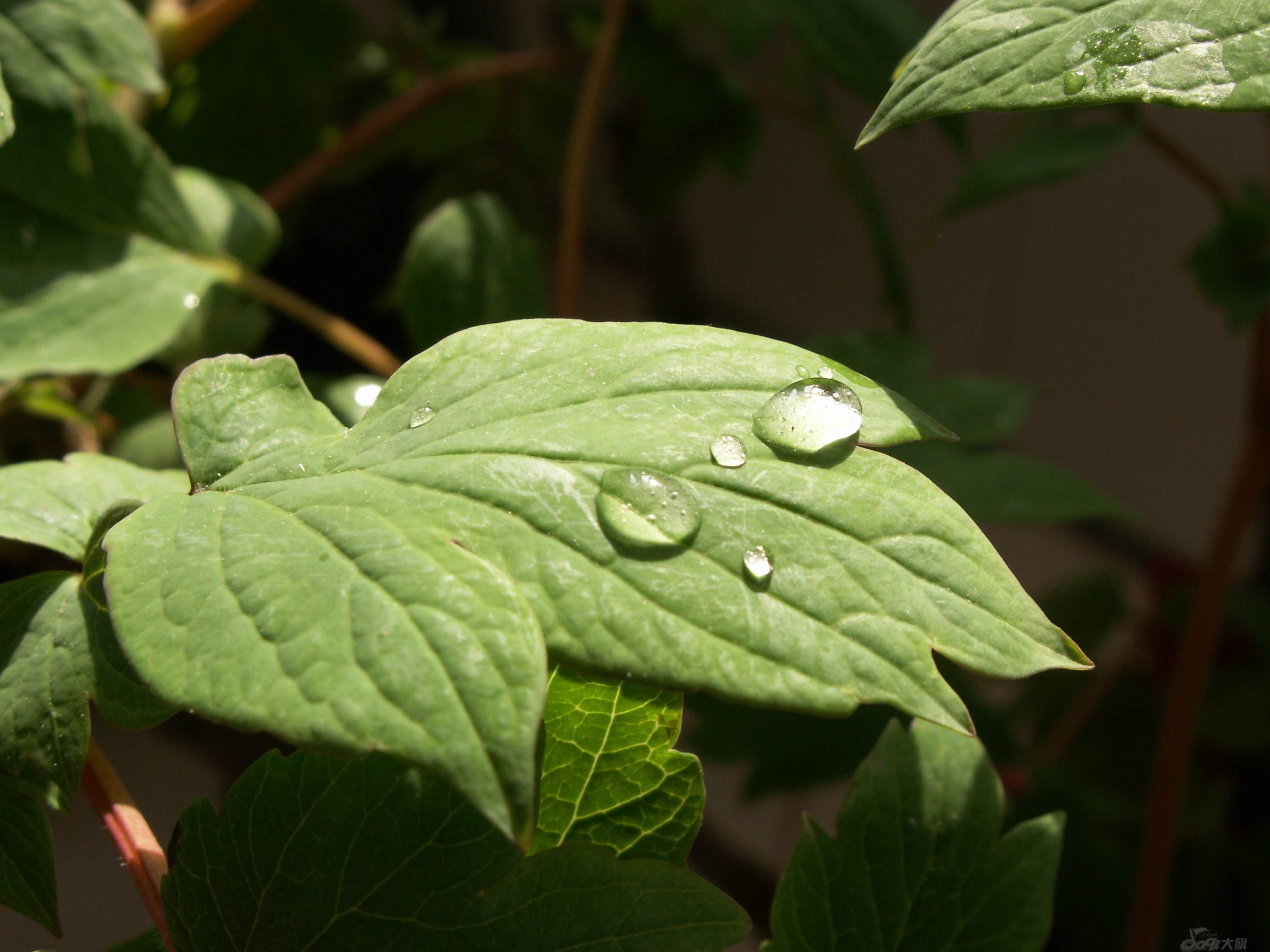牡丹花夏天叶子落光了怎么办,牡丹花叶子打蔫怎么办