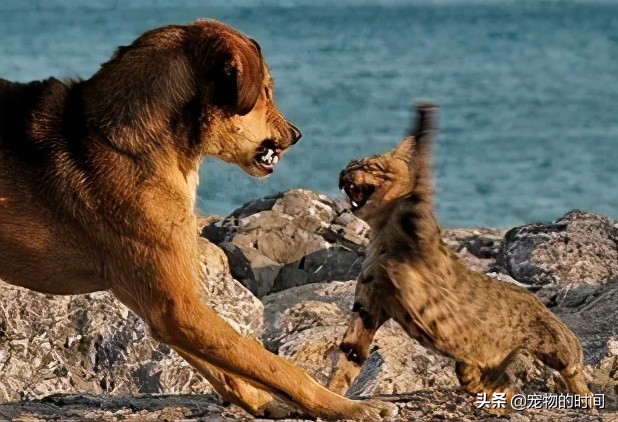 为什么猫咪不埋屎不埋尿,为什么猫咪不埋尿和屎