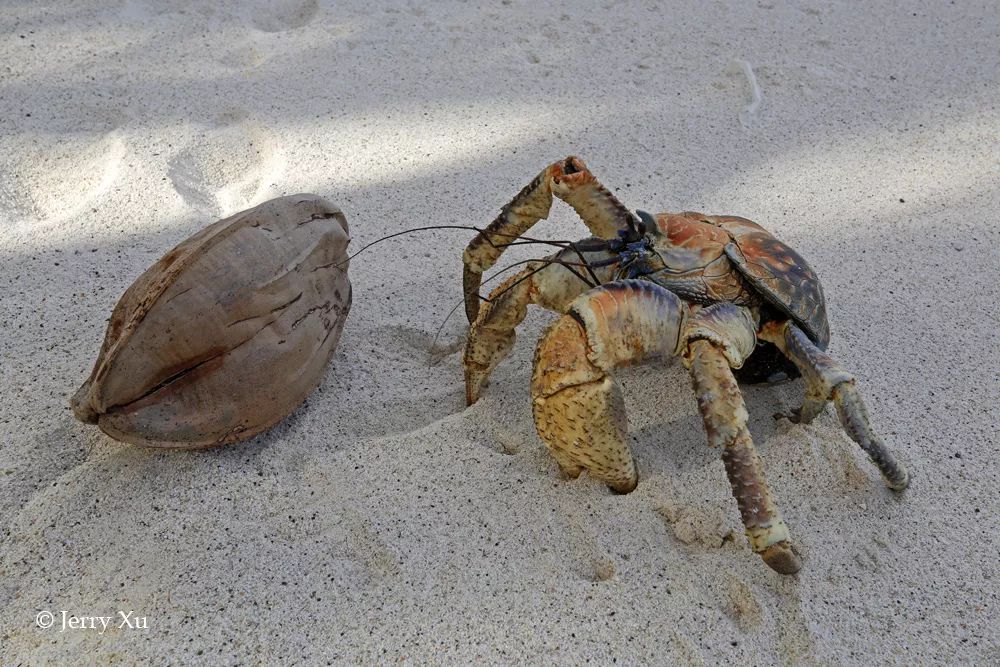 听说过网红猫岛、猪岛，见识过真正硬核的“蟹岛”吗？