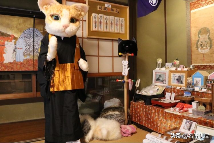 20岁少年建“猫猫寺”，和尚住持全是猫咪，网友：不敢撸不敢吸