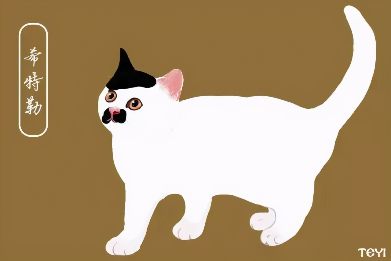 中华田园猫的品种介绍和图片大全,常见中华田园猫品种名称