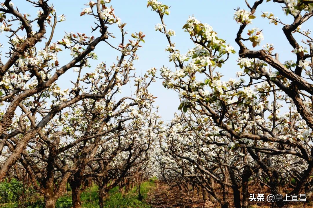 湖北枝江百里洲梨花图片,枝江百里洲梨花观赏时间